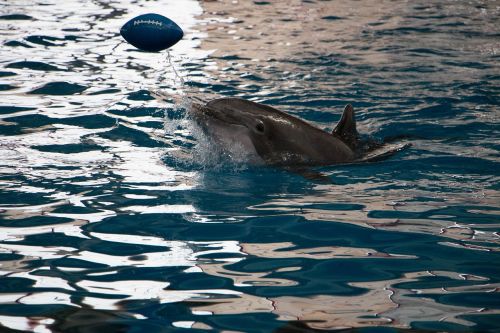 dolphin aquarium nature