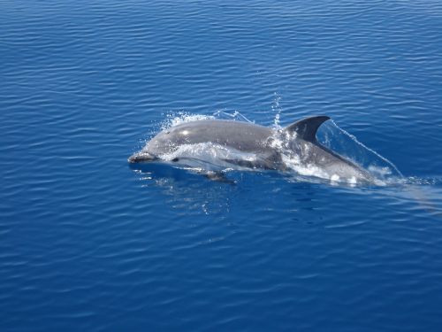 dolphin sea water