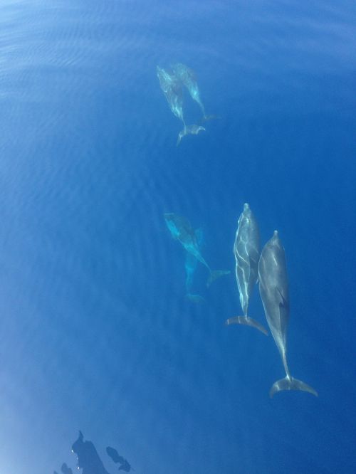 dolphin ocean blue