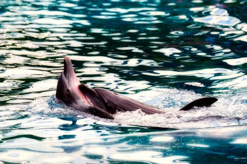 dolphin porpoise sea