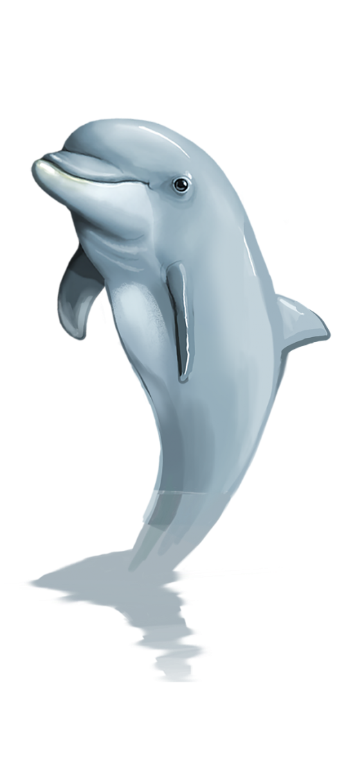 dolphin png mammal