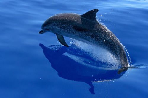 dolphin sea marine mammals