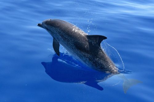 dolphin sea ocean
