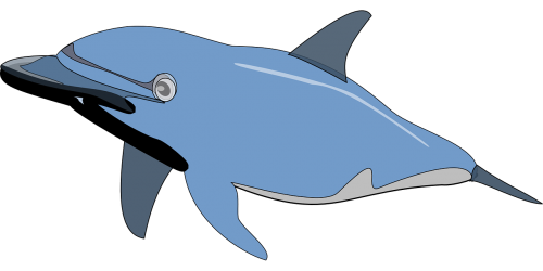 dolphin fish mammal