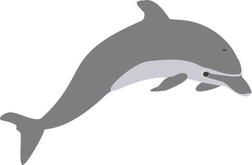 dolphin jump grey