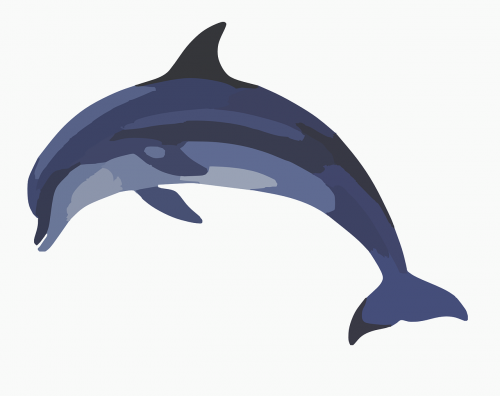 dolphin mammal animal