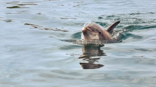 dolphin waters nature