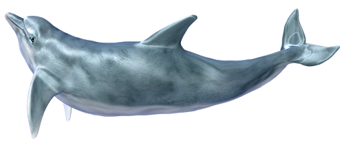 dolphin  bottlenose  marine