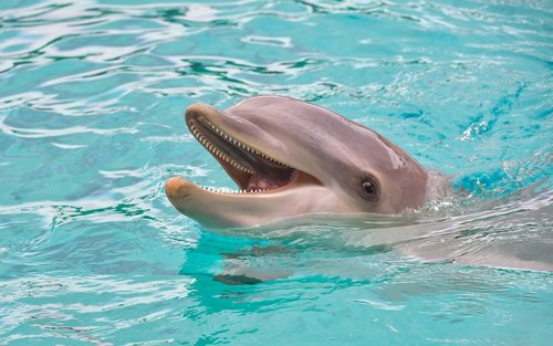 dolphin  look  happy