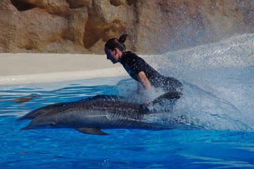 dolphin marine mammals water