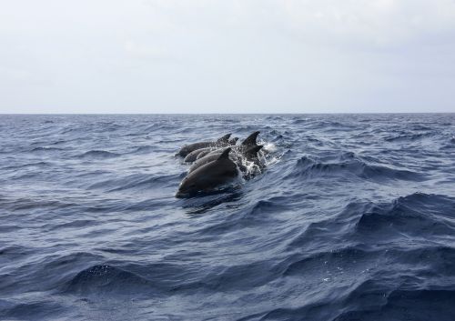 dolphin animals sea