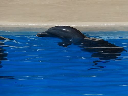 dolphin animal rest