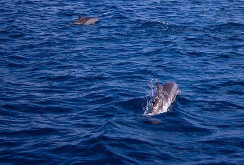 dolphin  sea  water