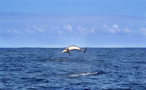 dolphin sea indian ocean