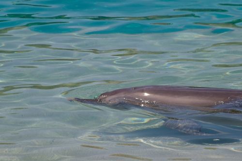 dolphin water swimming