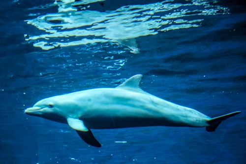 dolphin marine mammals animals