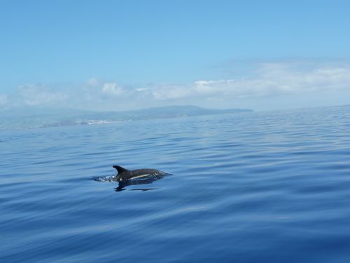dolphin ocean sea