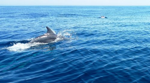 dolphin wild nature