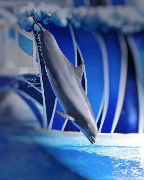 dolphin show perform