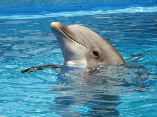 dolphin mammal animal