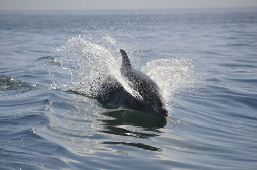 dolphin sea animals
