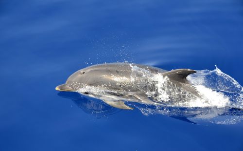 dolphin swimming blue