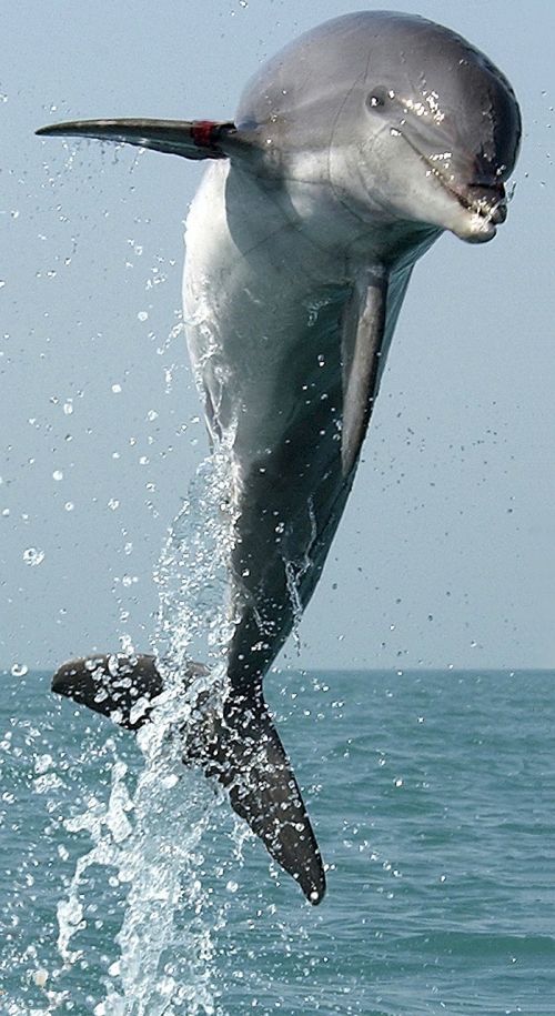 dolphin jumping leaping