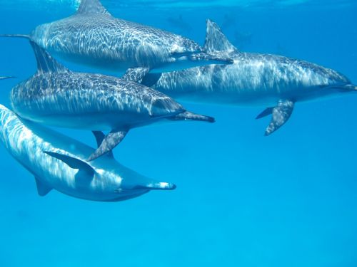 dolphin ocean sea