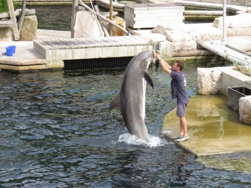 dolphin lagoon nuremberg