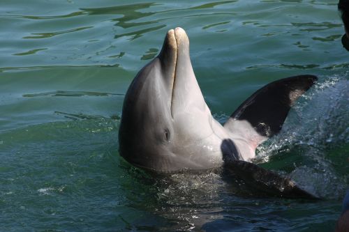 dolphin marine life nature