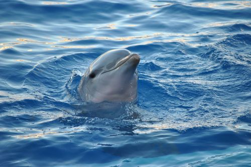 dolphin animal sea