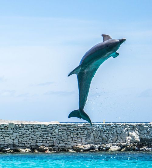 dolphin aquarium jumping