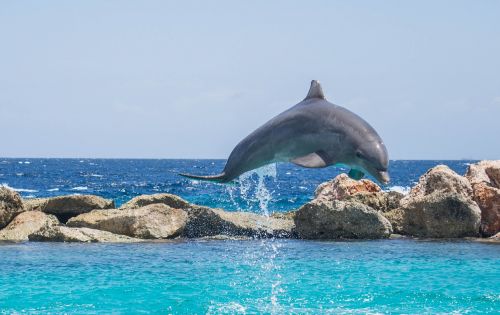 dolphin aquarium jumping