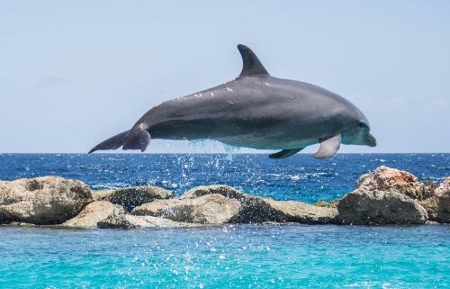 dolphin aquarium jumping