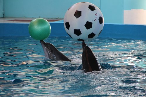 dolphinarium  dolphins  dolphin