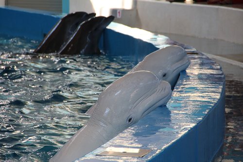 dolphinarium  dolphins  dolphin