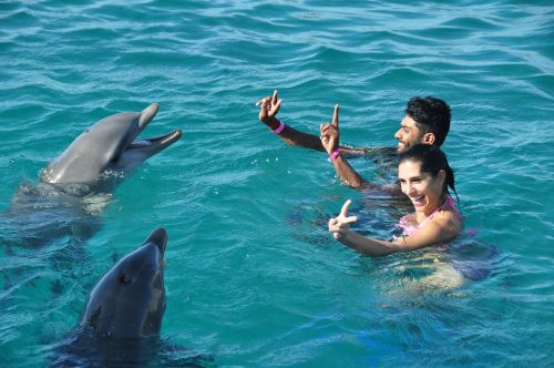 dolphins fun swim