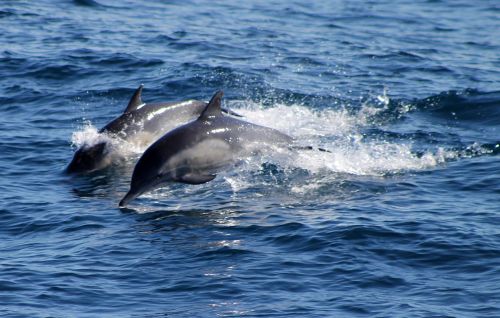 dolphins ocean sea