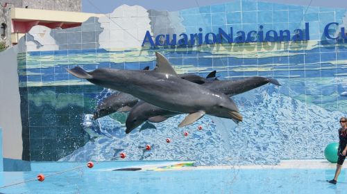 dolphins show aquarium