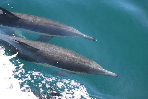 dolphins ocean waves