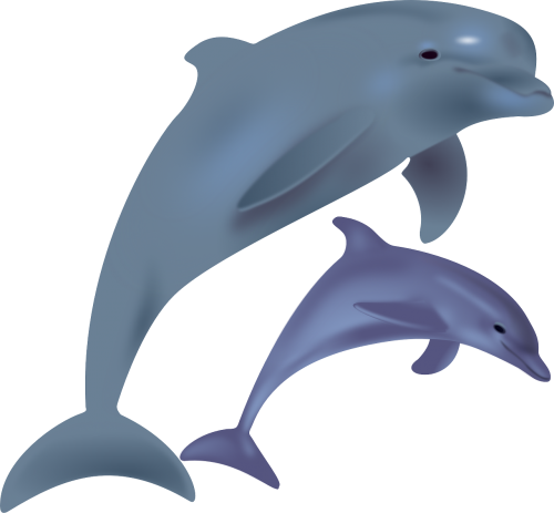 dolphins fish sea life