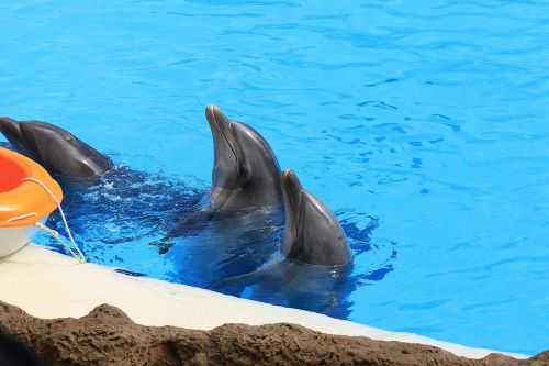 dolphins herd dolphinarium