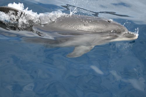 dolphins water sea