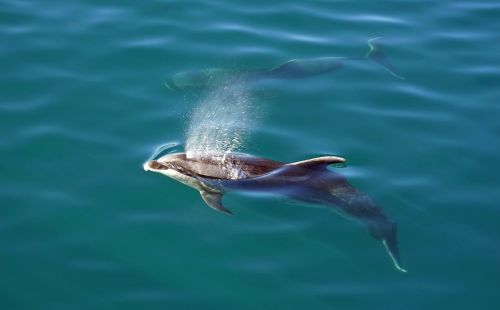 dolphins bay of islands new zealand