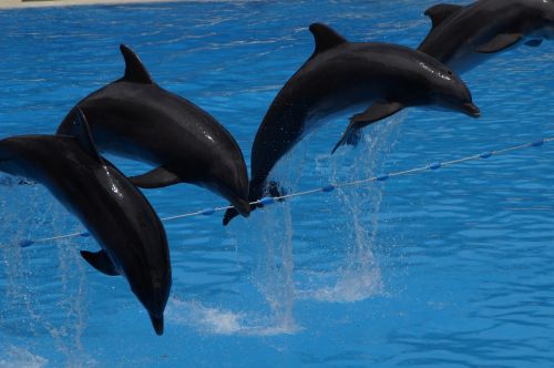 dolphins swim dolphin