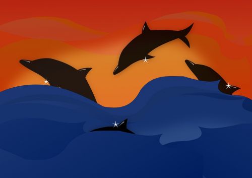 dolphins sunset nature