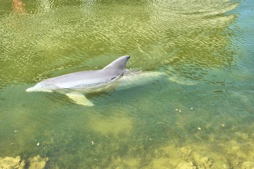 dolphins florida ocean