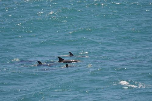 dolphins sea mammal