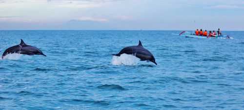 dolphins ocean water