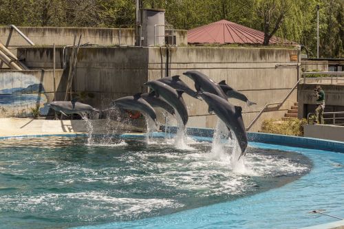 dolphins in the zoo madrid